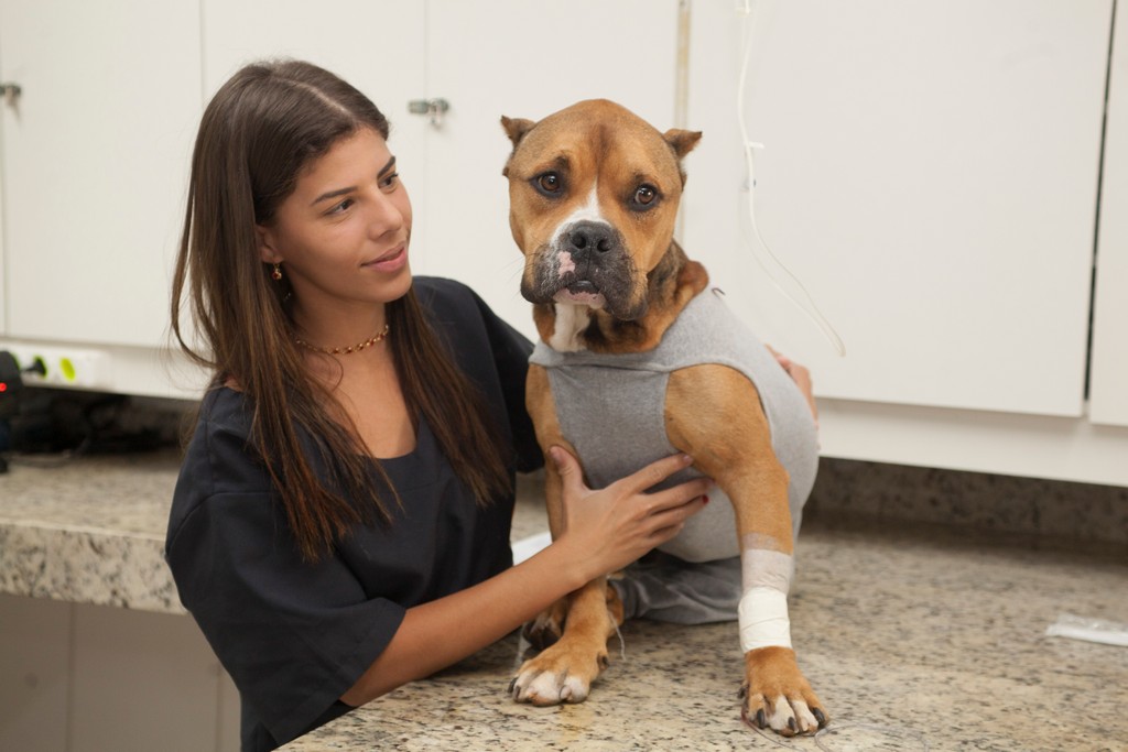Imagem ilustrativa de Clínica veterinária 24 horas em Belo horizonte