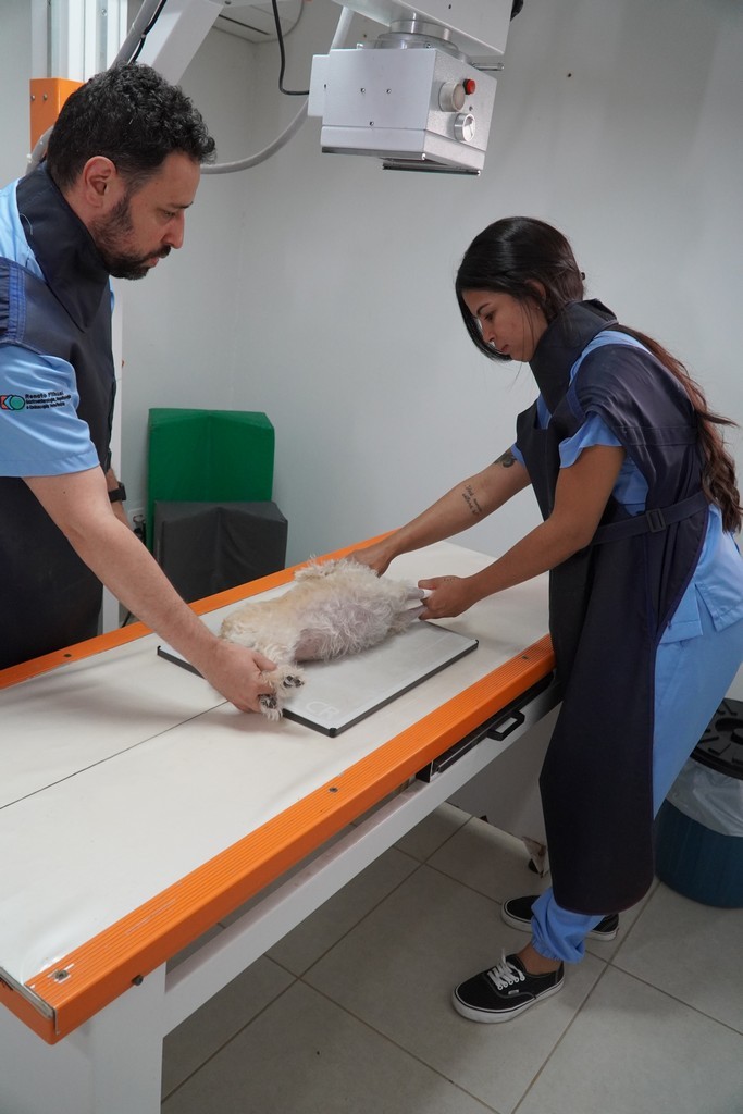 Imagem ilustrativa de Endoscopia veterinária valor em Belo horizonte